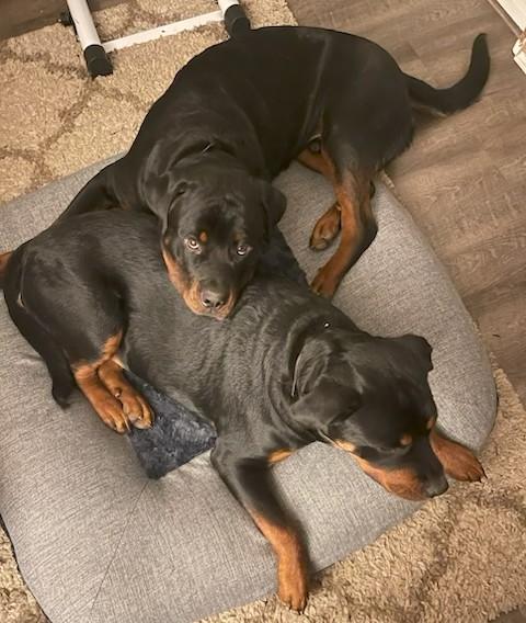 Enlarge Boaz, a ADOPTABLE Rottweiler in Redmond, WA image 3/6