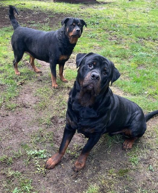 Enlarge Boaz, a ADOPTABLE Rottweiler in Redmond, WA image 4/6