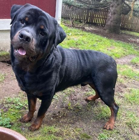 Enlarge Boaz, a ADOPTABLE Rottweiler in Redmond, WA image 2/6