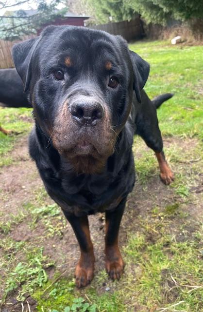 Enlarge Boaz, a ADOPTABLE Rottweiler in Redmond, WA image 1/6