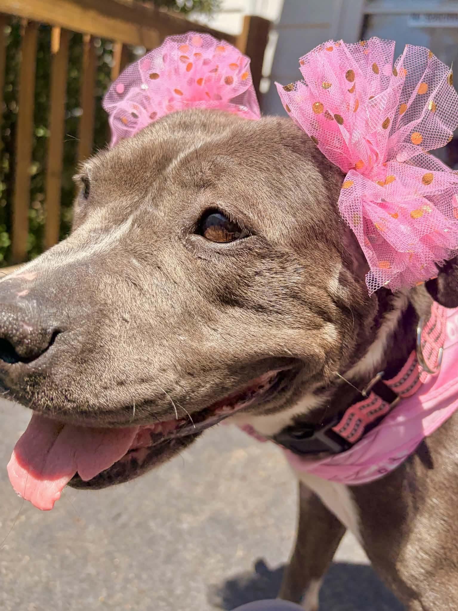 Gracie, a ADOPTABLE American Staffordshire Terrier in Westland, MI image 3/6
