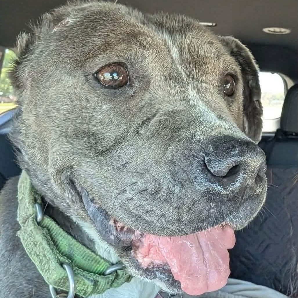 Gracie, a ADOPTABLE American Staffordshire Terrier in Westland, MI image 6/6