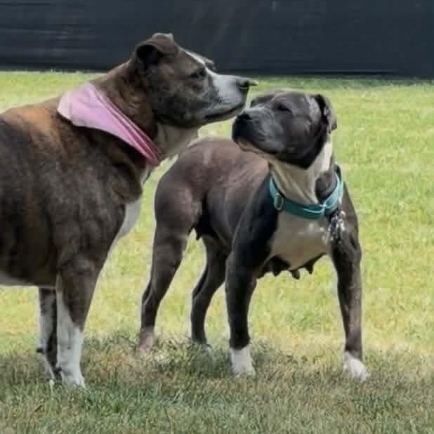 Gracie, a ADOPTABLE American Staffordshire Terrier in Westland, MI image 5/6
