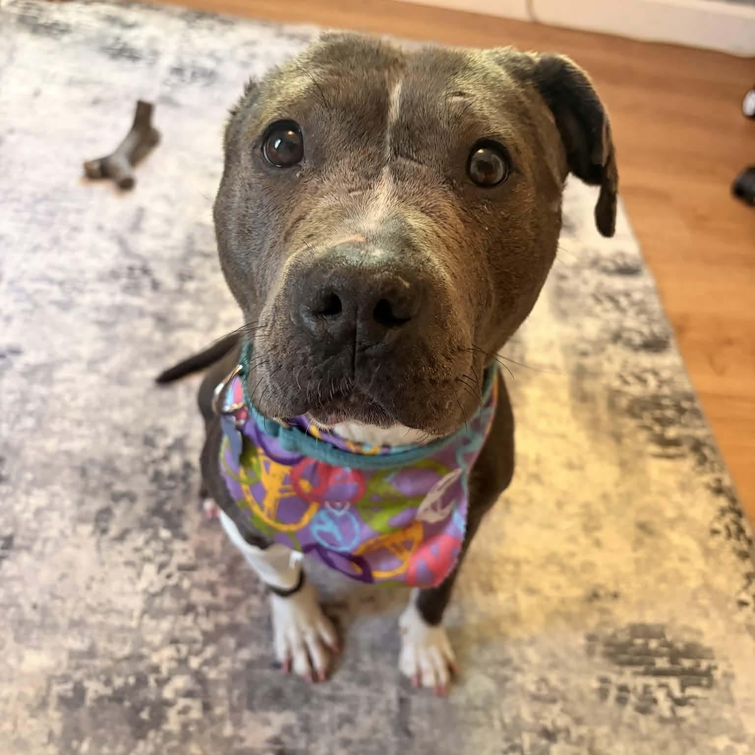 Gracie, a ADOPTABLE American Staffordshire Terrier in Westland, MI image 1/6