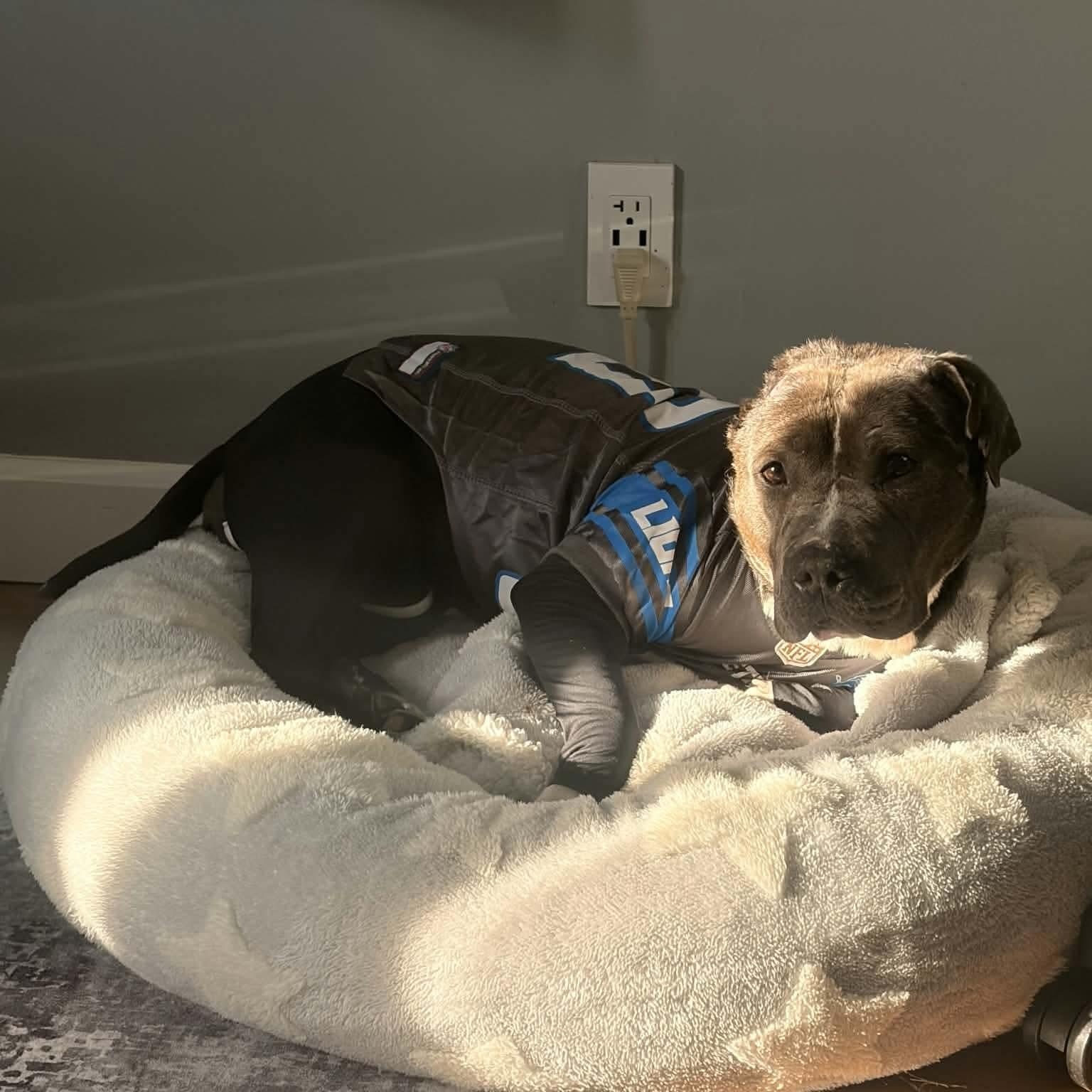 Gracie, a ADOPTABLE American Staffordshire Terrier in Westland, MI image 2/6