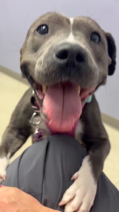 Enlarge Gracie, a ADOPTABLE American Staffordshire Terrier in Westland, MI video 4/6