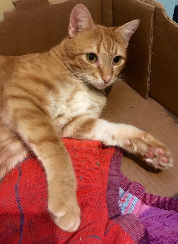 Cheeto, a Adoptable Domestic Short Hair in Kansas City, MO image 1/3