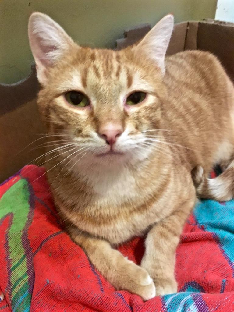 Cheeto, a Adoptable Domestic Short Hair in Kansas City, MO image 2/3