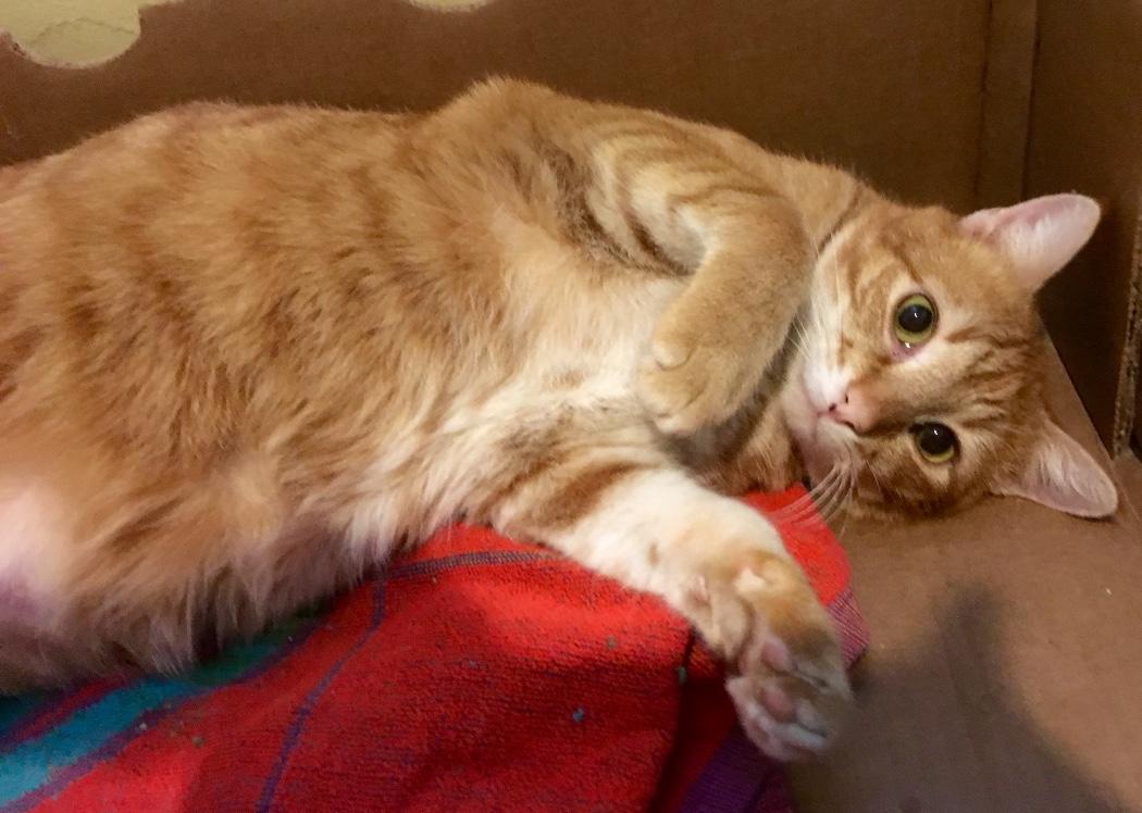 Cheeto, a Adoptable Domestic Short Hair in Kansas City, MO image 3/3
