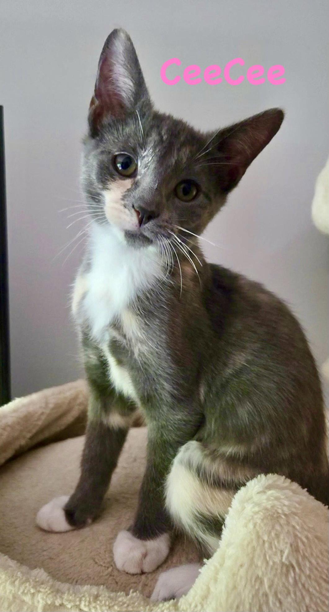 Enlarge CeeCee, a Adopted Domestic Short Hair in Reston, VA image 2/3