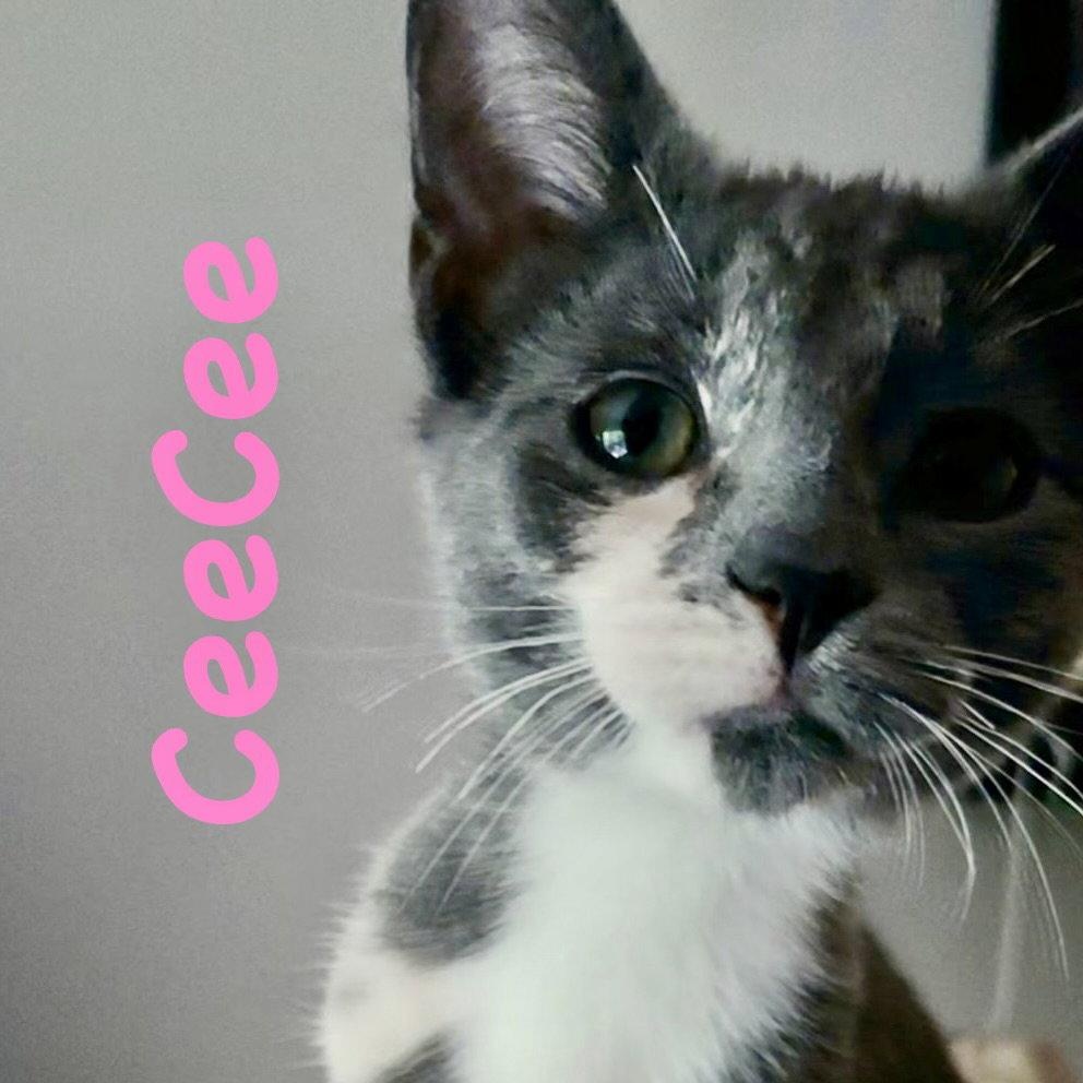 CeeCee, Adoptable, Kitten Female Domestic Short Hair.