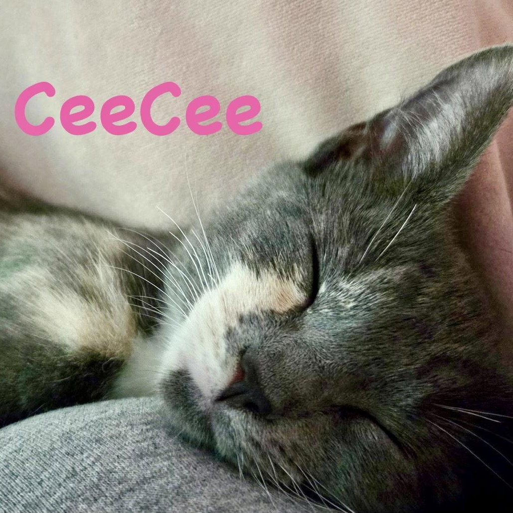 Enlarge CeeCee, a Adopted Domestic Short Hair in Reston, VA image 3/3