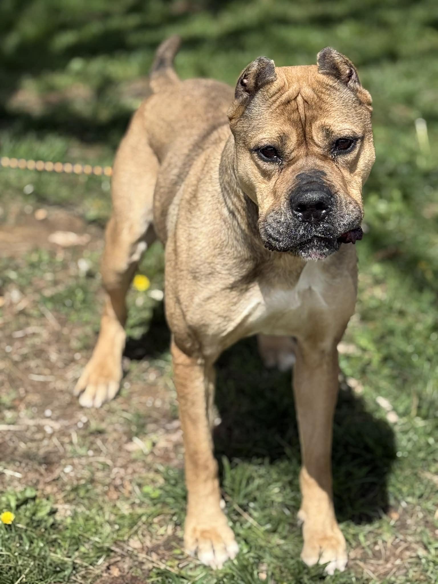 Enlarge Cheyenne, a ADOPTABLE mixed breed in Springfield, IL image 1/6