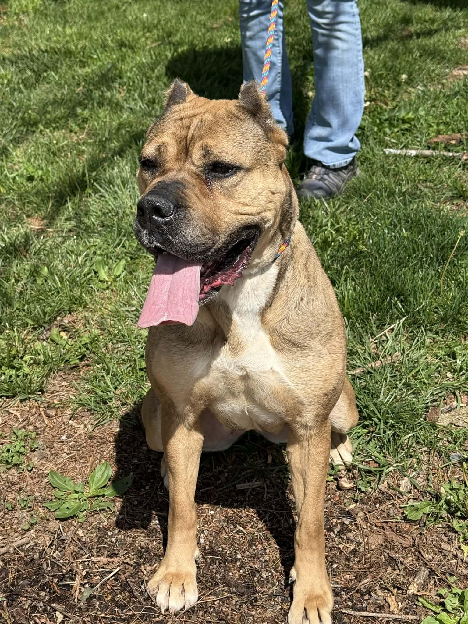 Enlarge Cheyenne, a ADOPTABLE mixed breed in Springfield, IL image 3/6