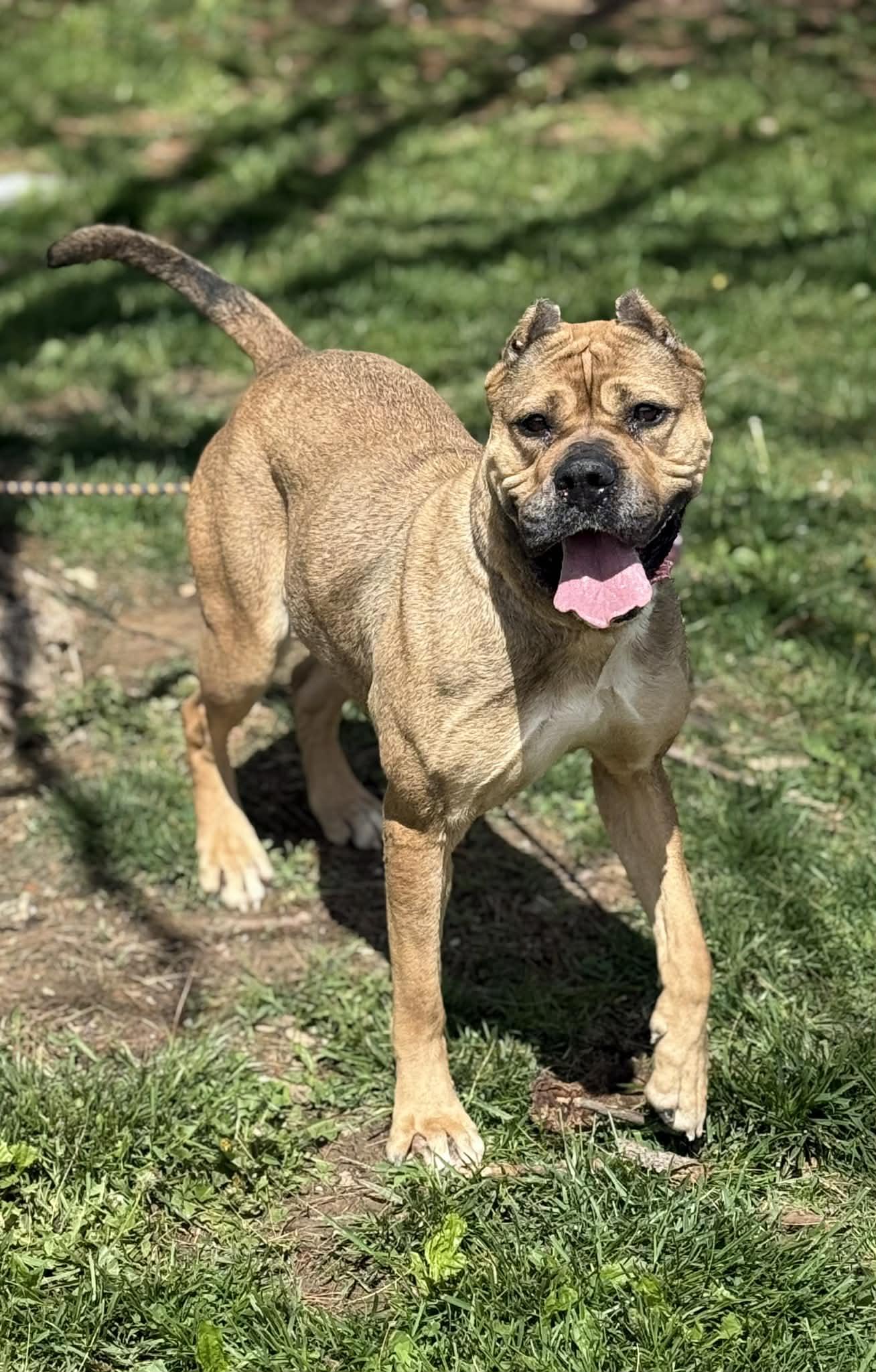 Enlarge Cheyenne, a ADOPTABLE mixed breed in Springfield, IL image 5/6
