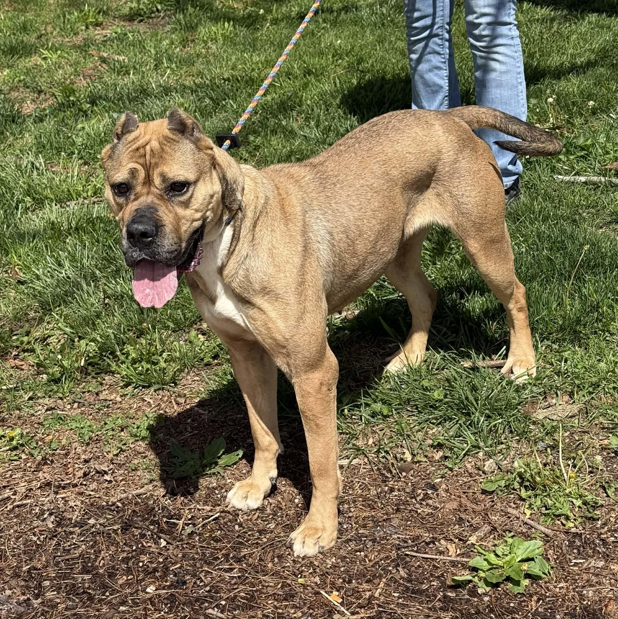 Enlarge Cheyenne, a ADOPTABLE mixed breed in Springfield, IL image 4/6