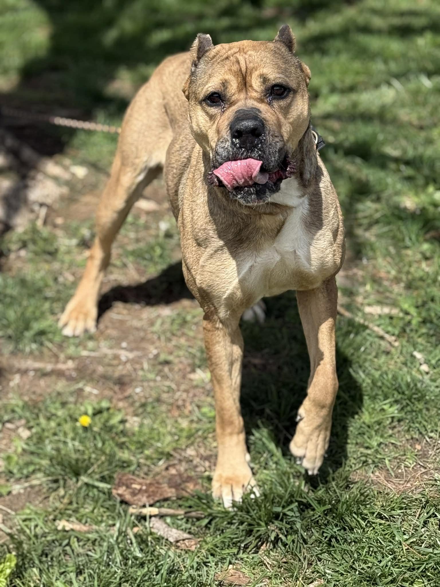 Enlarge Cheyenne, a ADOPTABLE mixed breed in Springfield, IL image 6/6