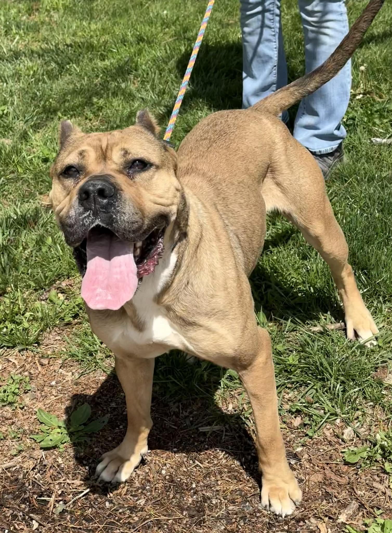 Enlarge Cheyenne, a ADOPTABLE mixed breed in Springfield, IL image 2/6