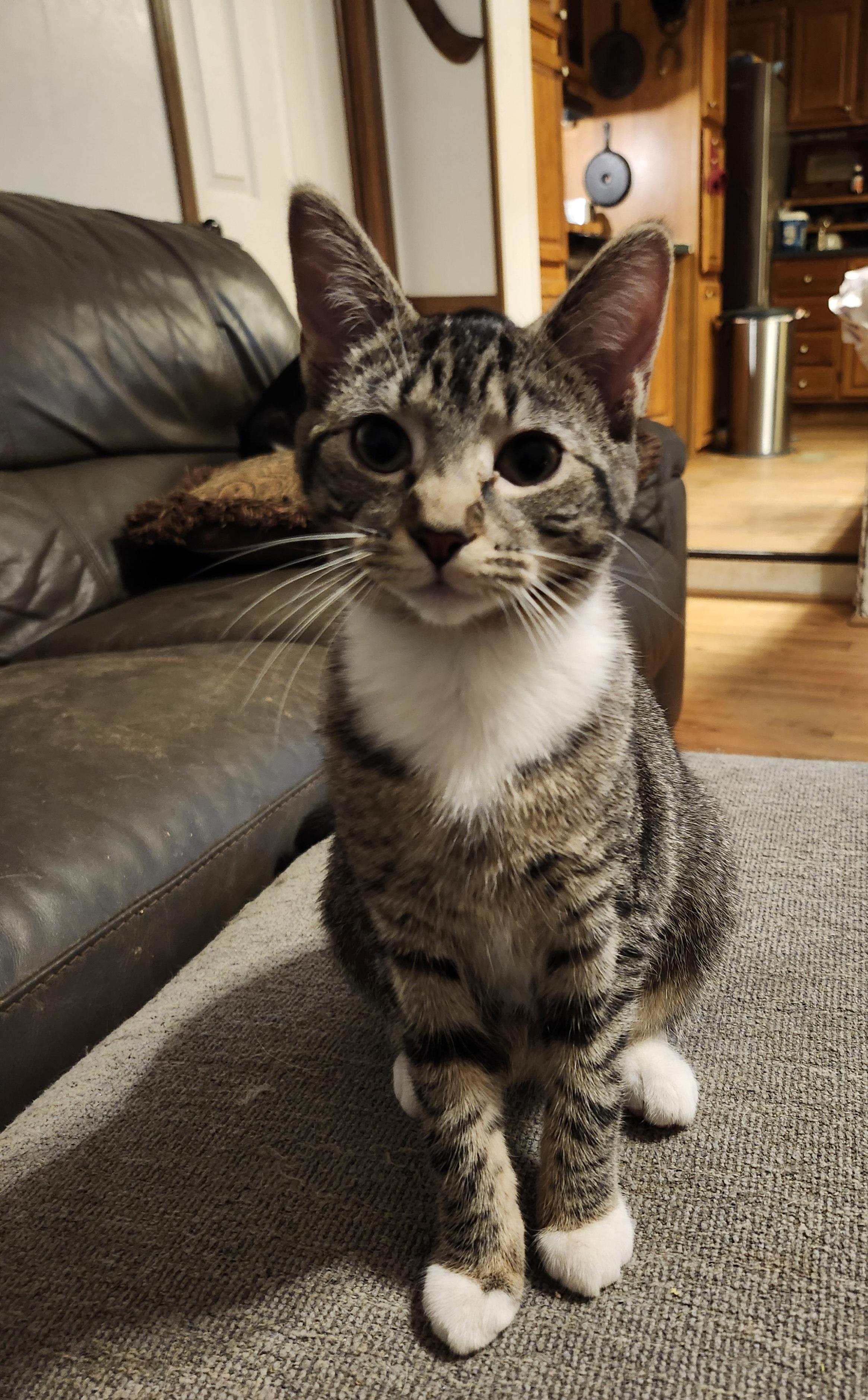 Saffron, a Adoptable Domestic Short Hair in Morganton, NC image 5/6