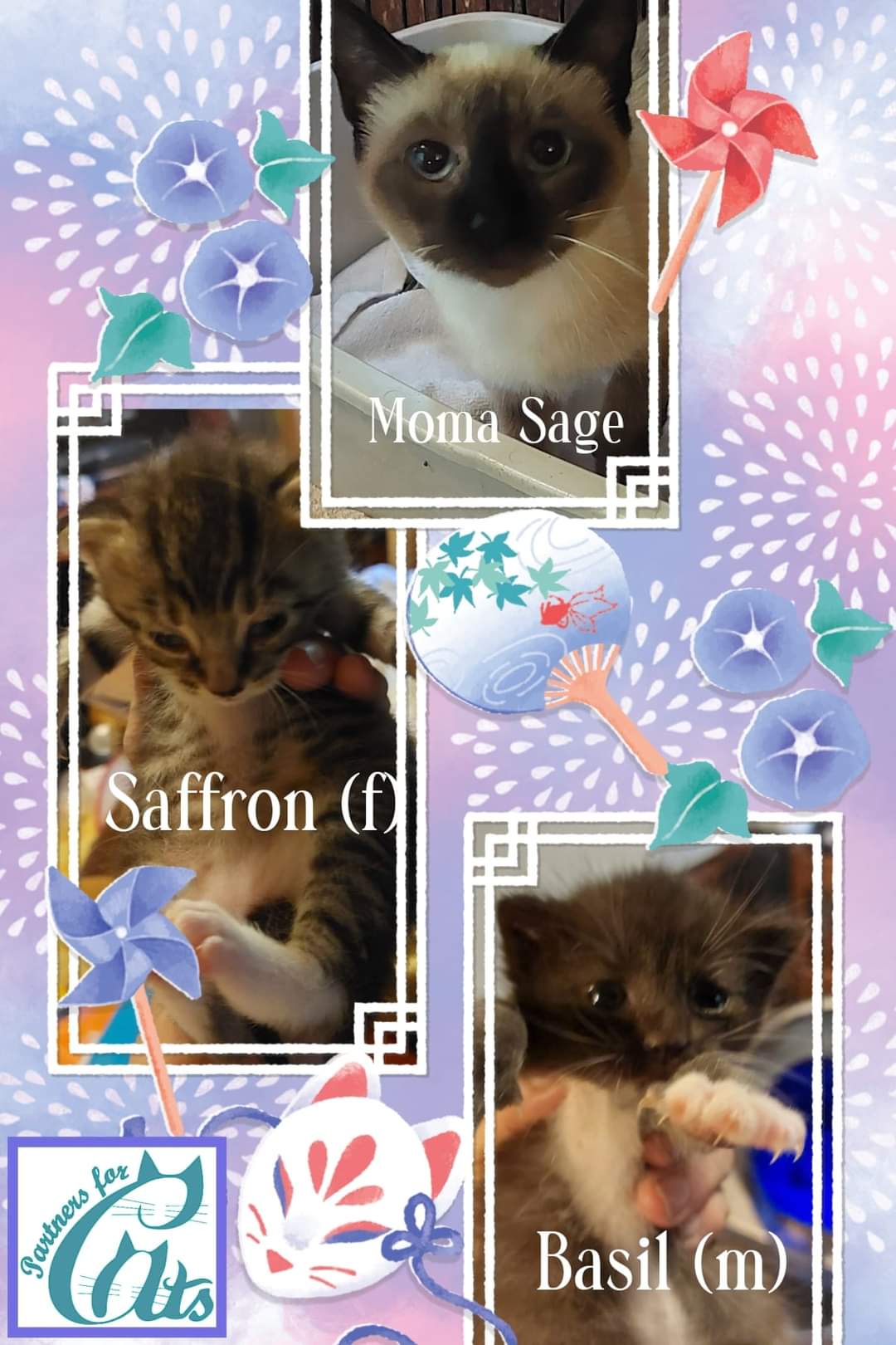 Saffron, a Adoptable Domestic Short Hair in Morganton, NC image 6/6