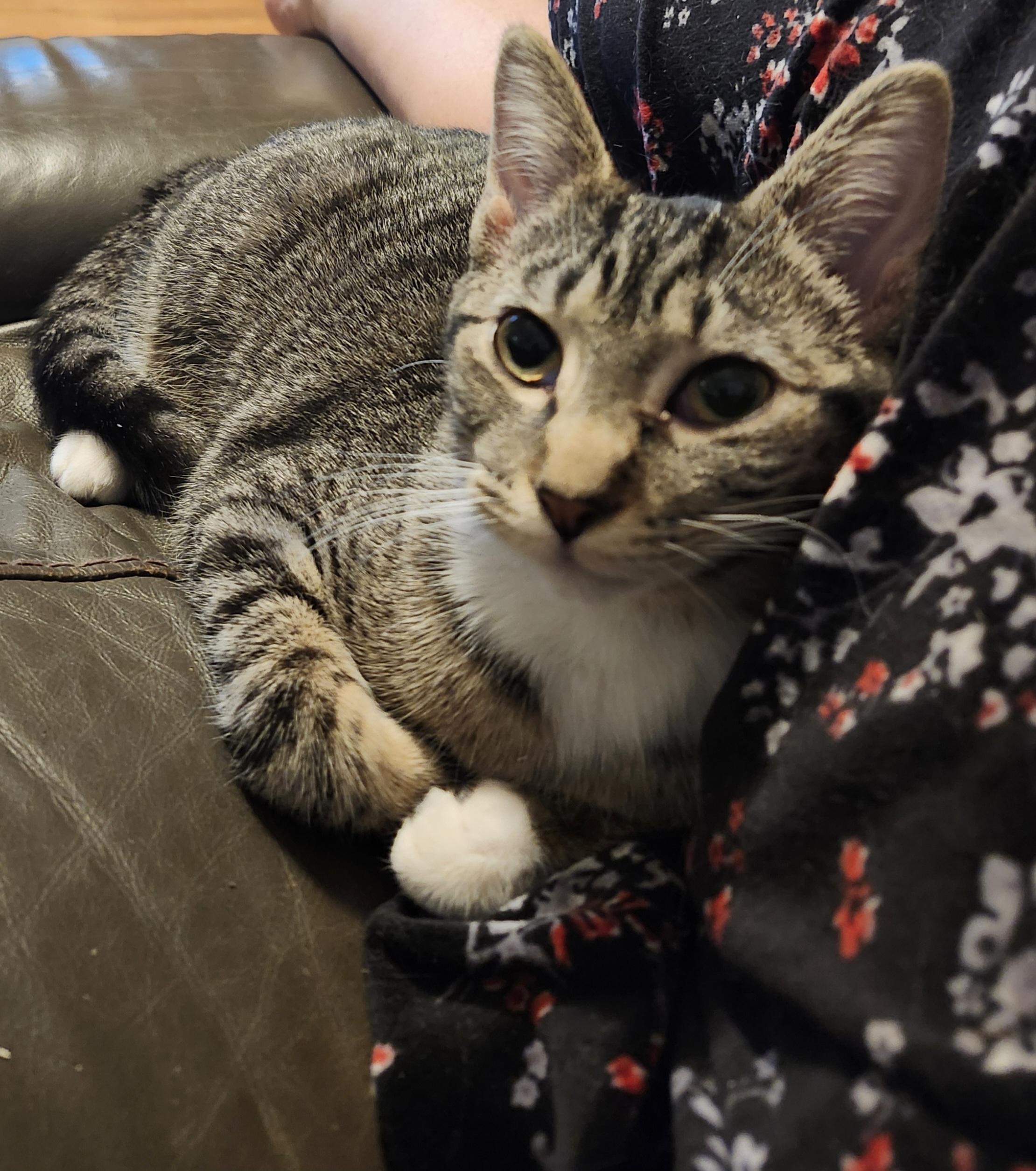 Saffron, a Adoptable Domestic Short Hair in Morganton, NC image 4/6