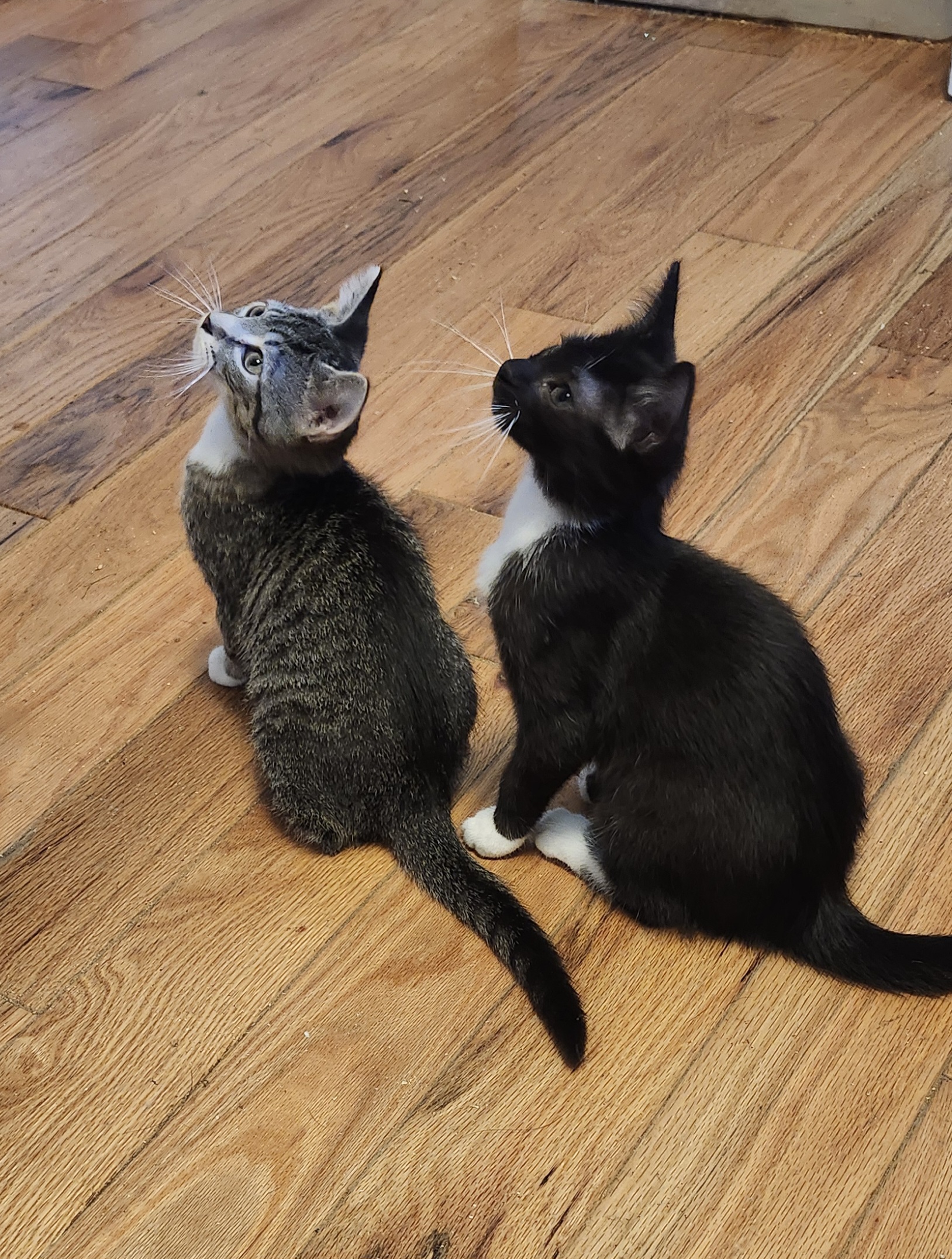 Saffron, a Adoptable Domestic Short Hair in Morganton, NC image 2/6