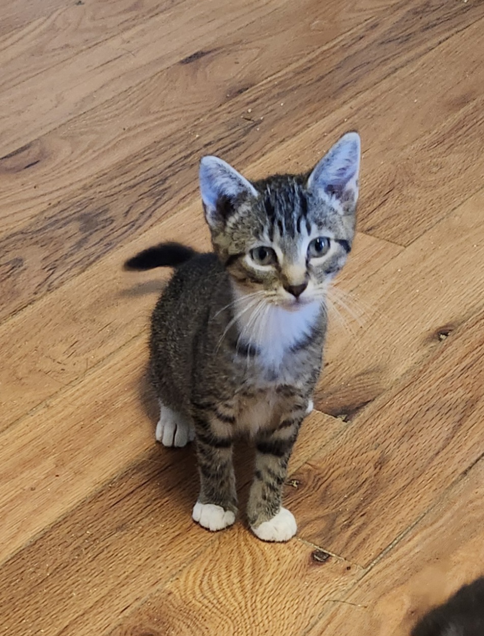 Saffron, a Adoptable Domestic Short Hair in Morganton, NC image 3/6