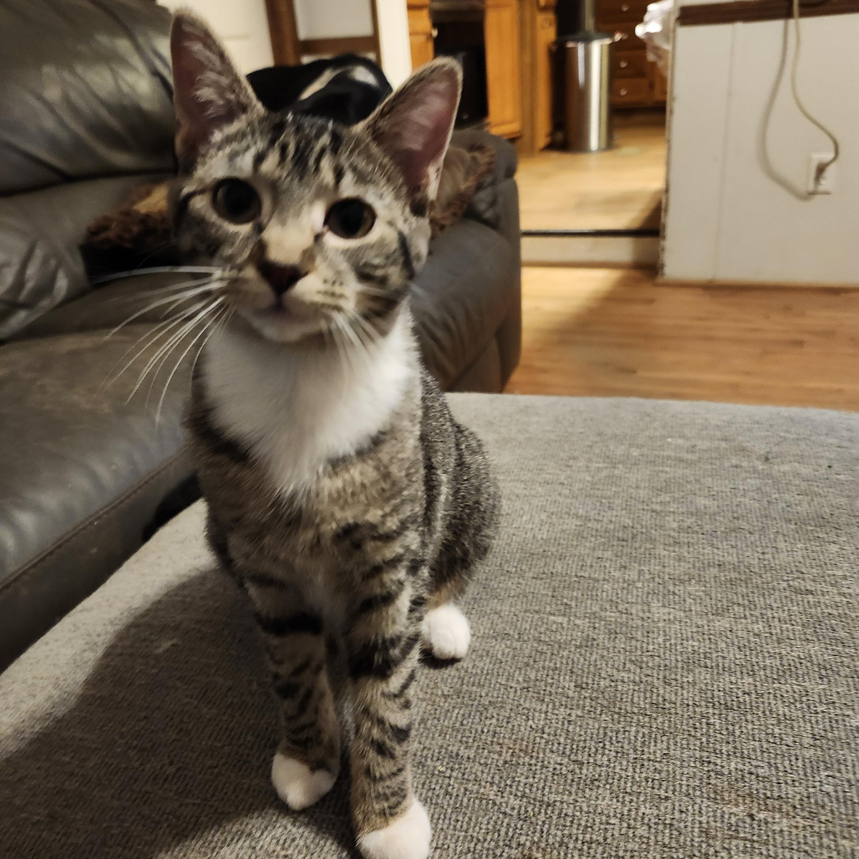 Saffron, a Adoptable Domestic Short Hair in Morganton, NC image 1/6