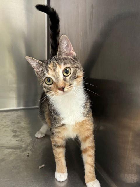 Enlarge Fizz, a Adoptable Domestic Short Hair in Lancaster, PA image 1/1