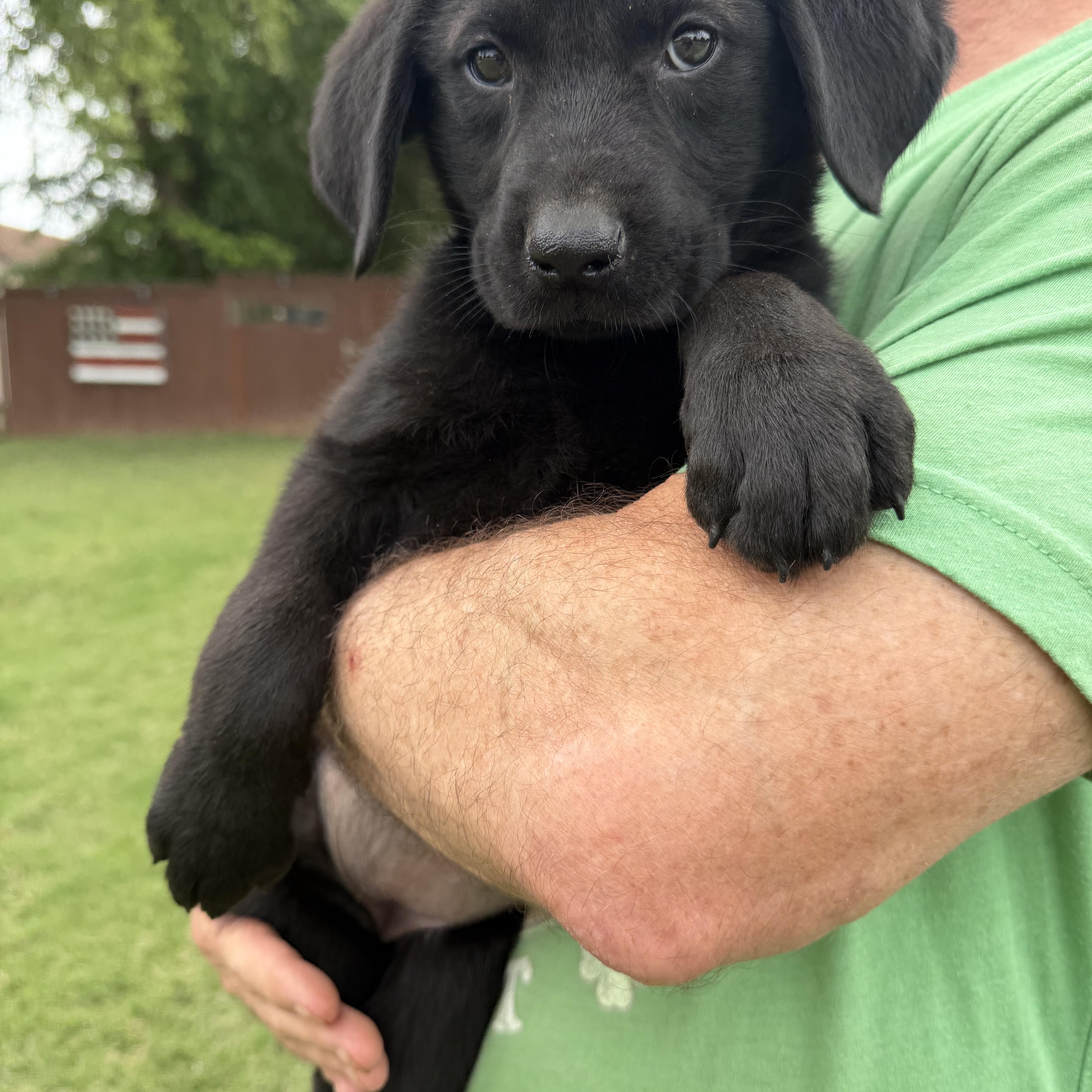 Henrietta, adopted, Puppy Female Golden Retriever & Flat-Coated Retriever.