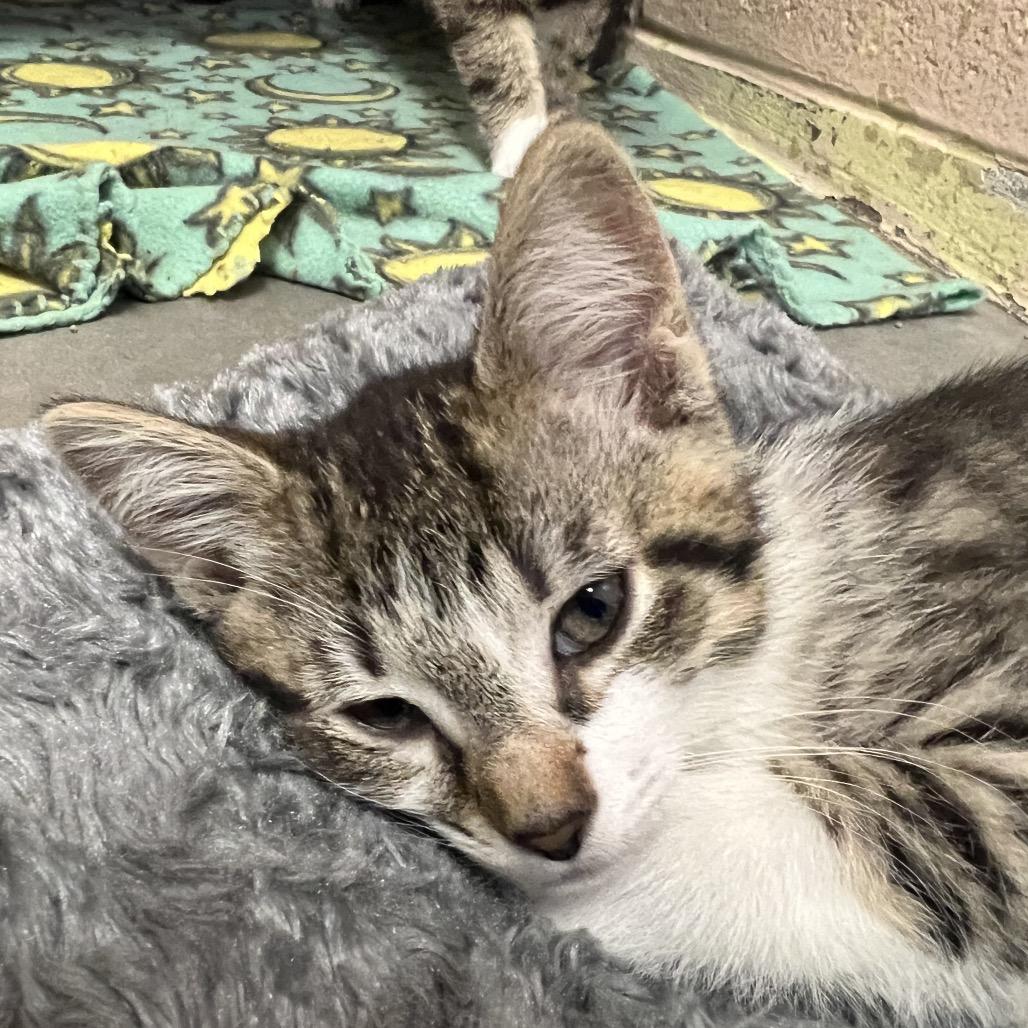 Goldie, a Adoptable Domestic Short Hair in Owosso, MI image 2/4