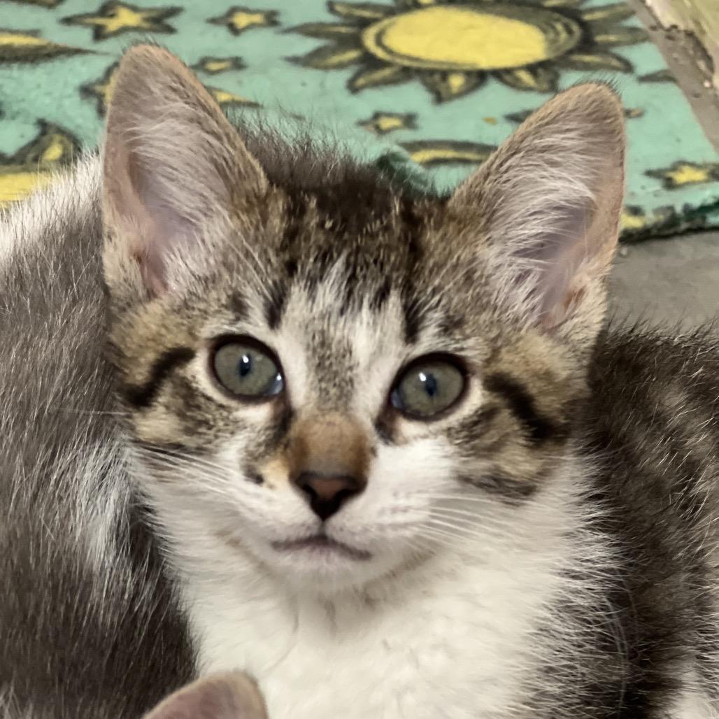 Goldie, a Adoptable Domestic Short Hair in Owosso, MI image 3/4