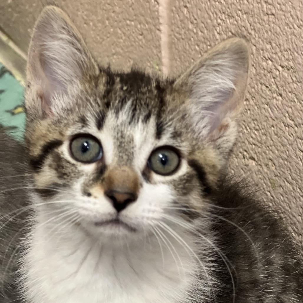 Goldie, a Adoptable Domestic Short Hair in Owosso, MI image 4/4