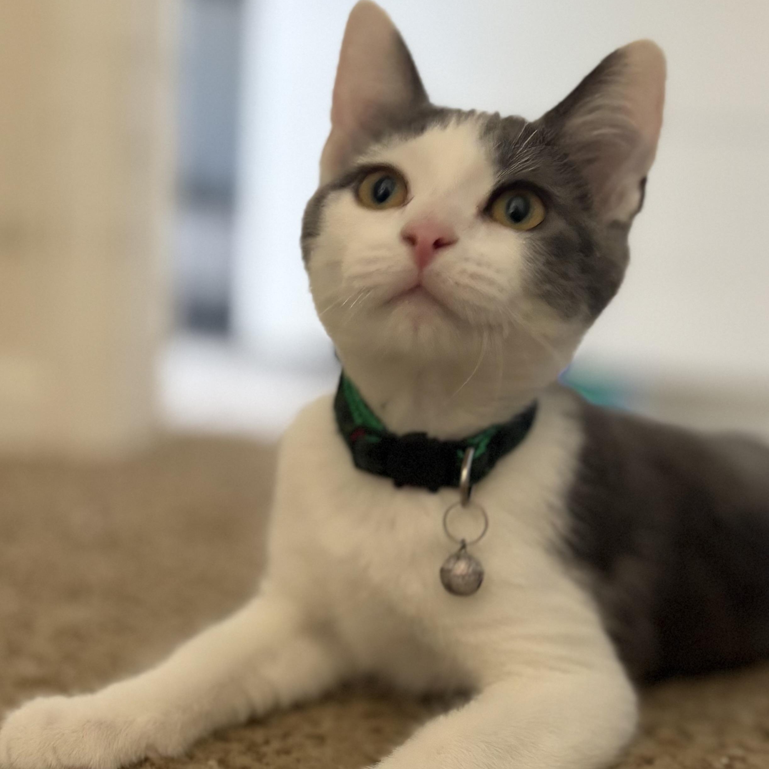 Zeke