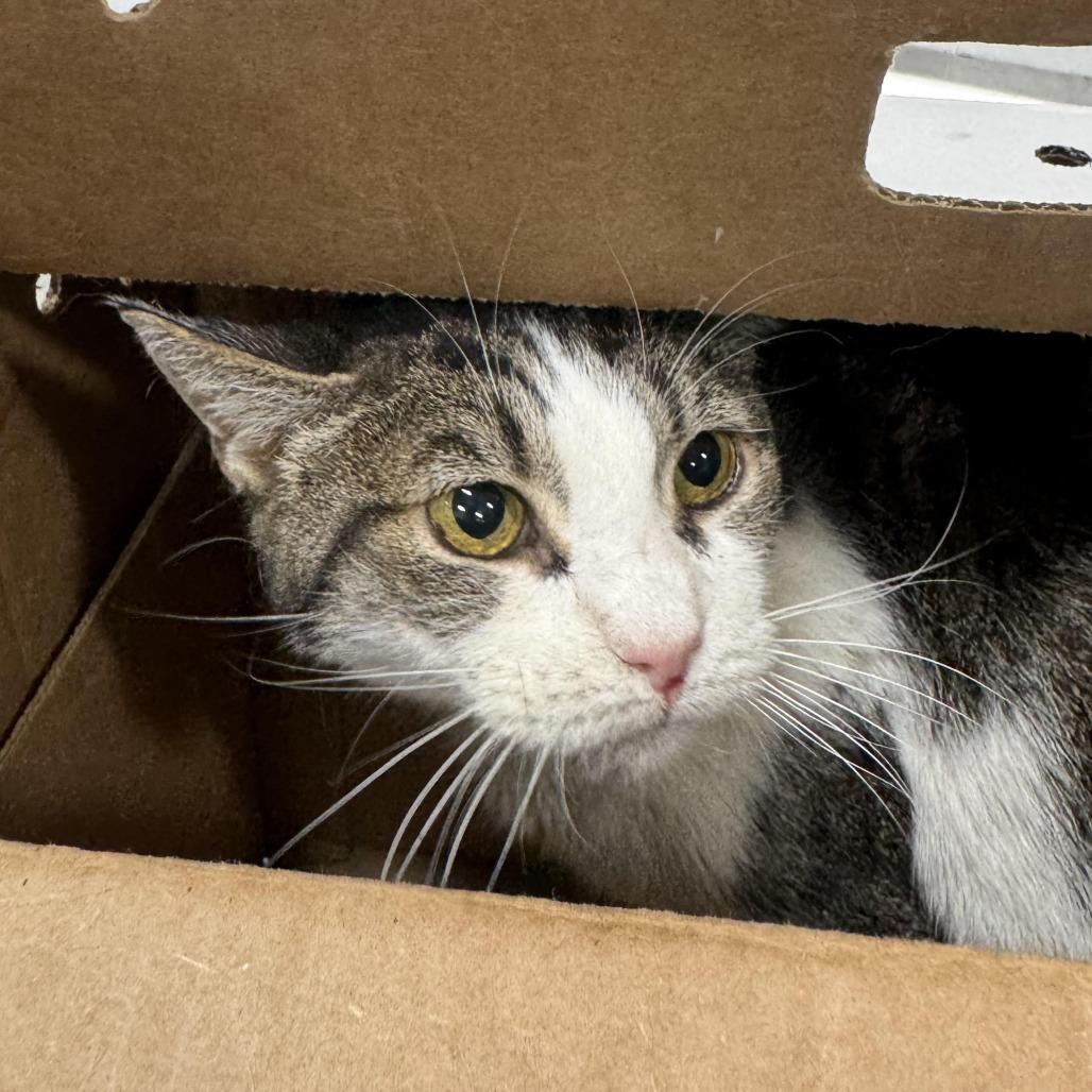 Enlarge Clawdia, a Adoptable Domestic Short Hair in Weimar, CA image 1/1