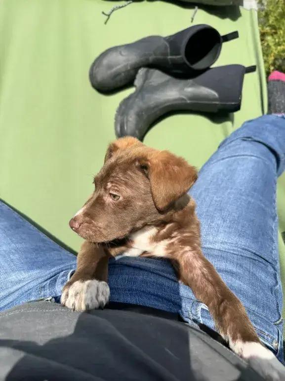 Ziggy, Adopted, Puppy Male Mixed Breed.