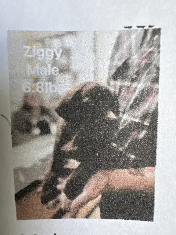 Enlarge Ziggy, a Adopted mixed breed in Grand Rapids, MI image 2/6