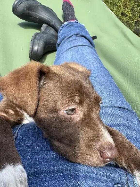 Enlarge Ziggy, a Adopted mixed breed in Grand Rapids, MI image 3/6