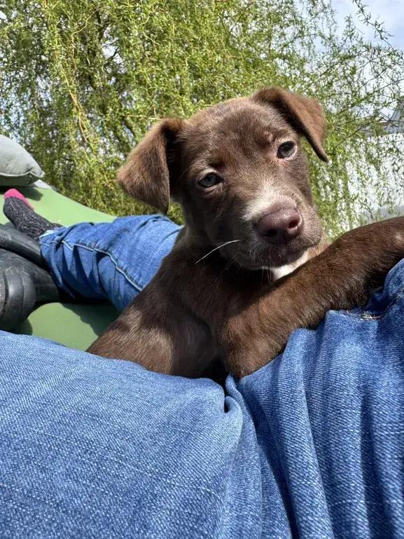 Enlarge Ziggy, a Adopted mixed breed in Grand Rapids, MI image 4/6