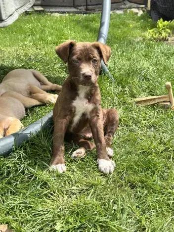 Enlarge Ziggy, a Adopted mixed breed in Grand Rapids, MI image 5/6