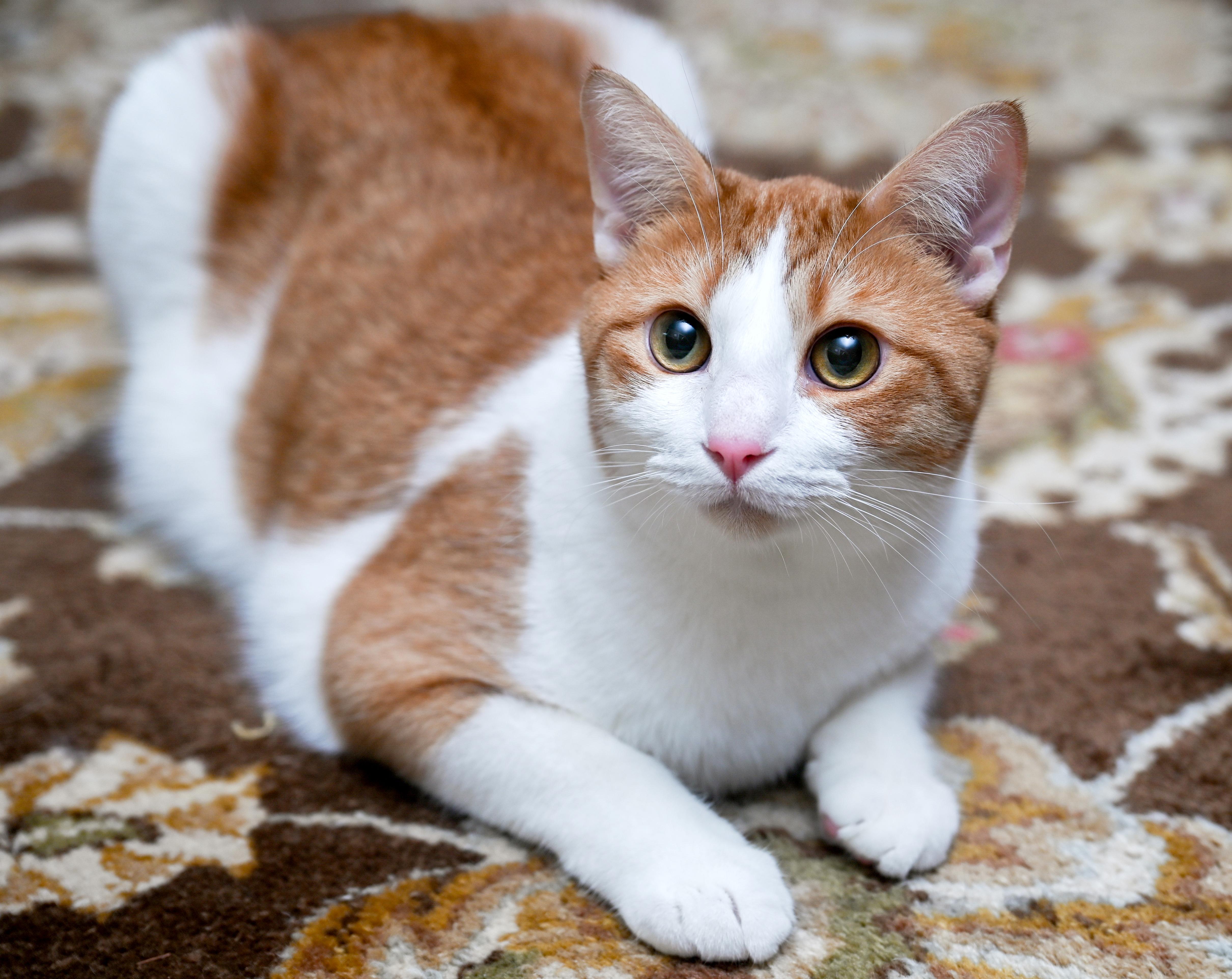 Enlarge Lucien, a Adoptable mixed breed in Chattanooga, TN image 2/6