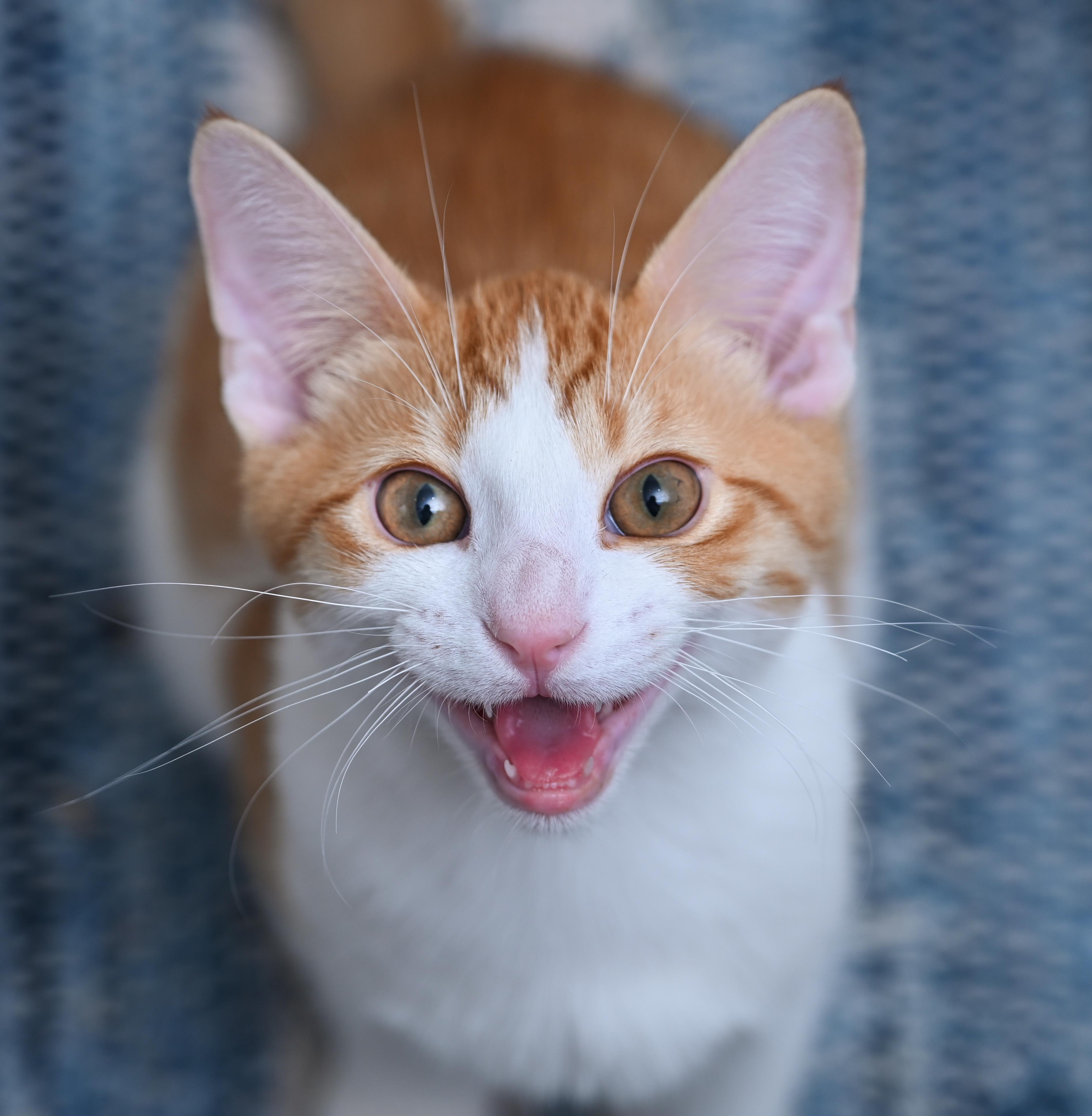Enlarge Lucien, a Adoptable mixed breed in Chattanooga, TN image 6/6