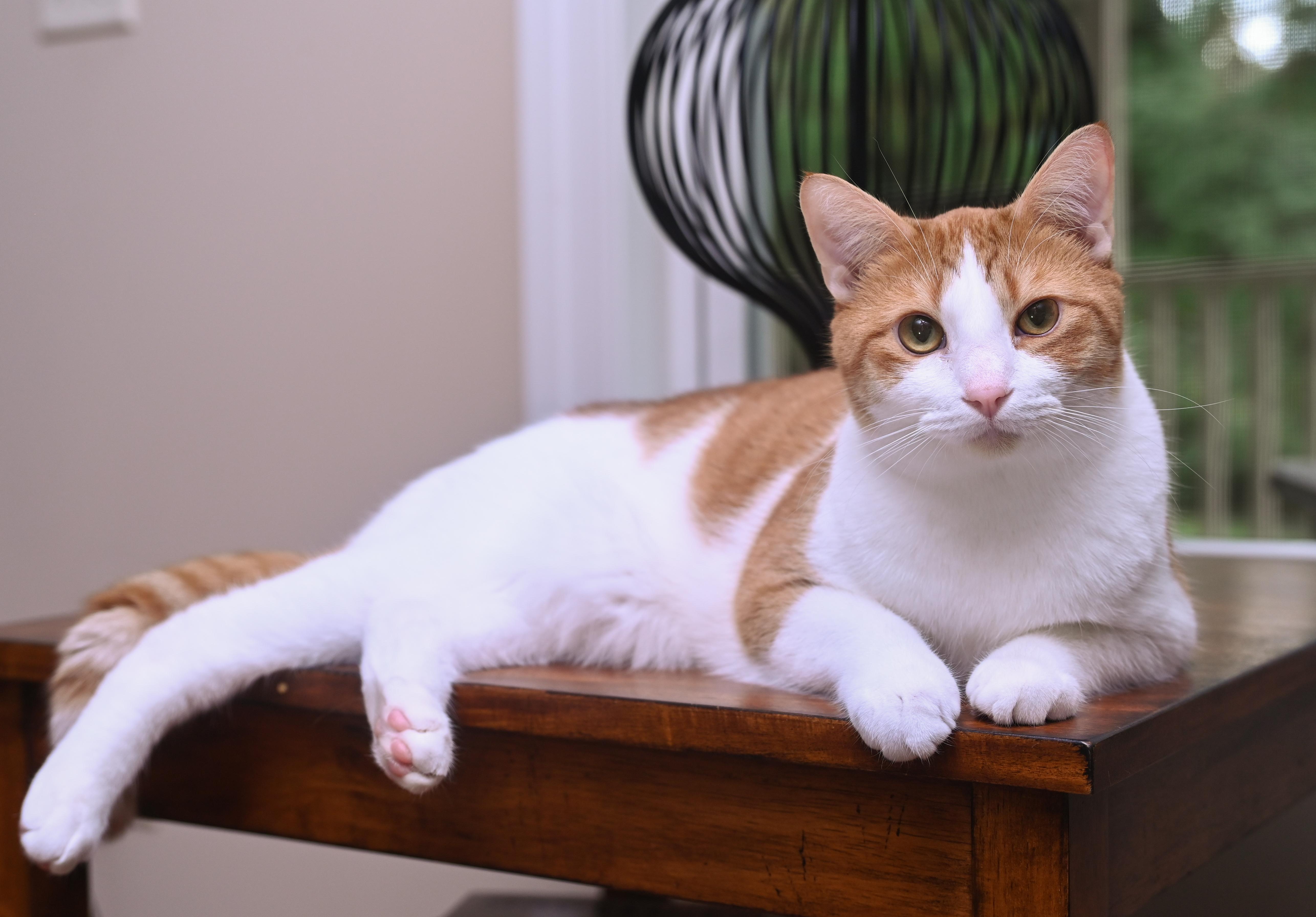 Enlarge Lucien, a Adoptable mixed breed in Chattanooga, TN image 4/6