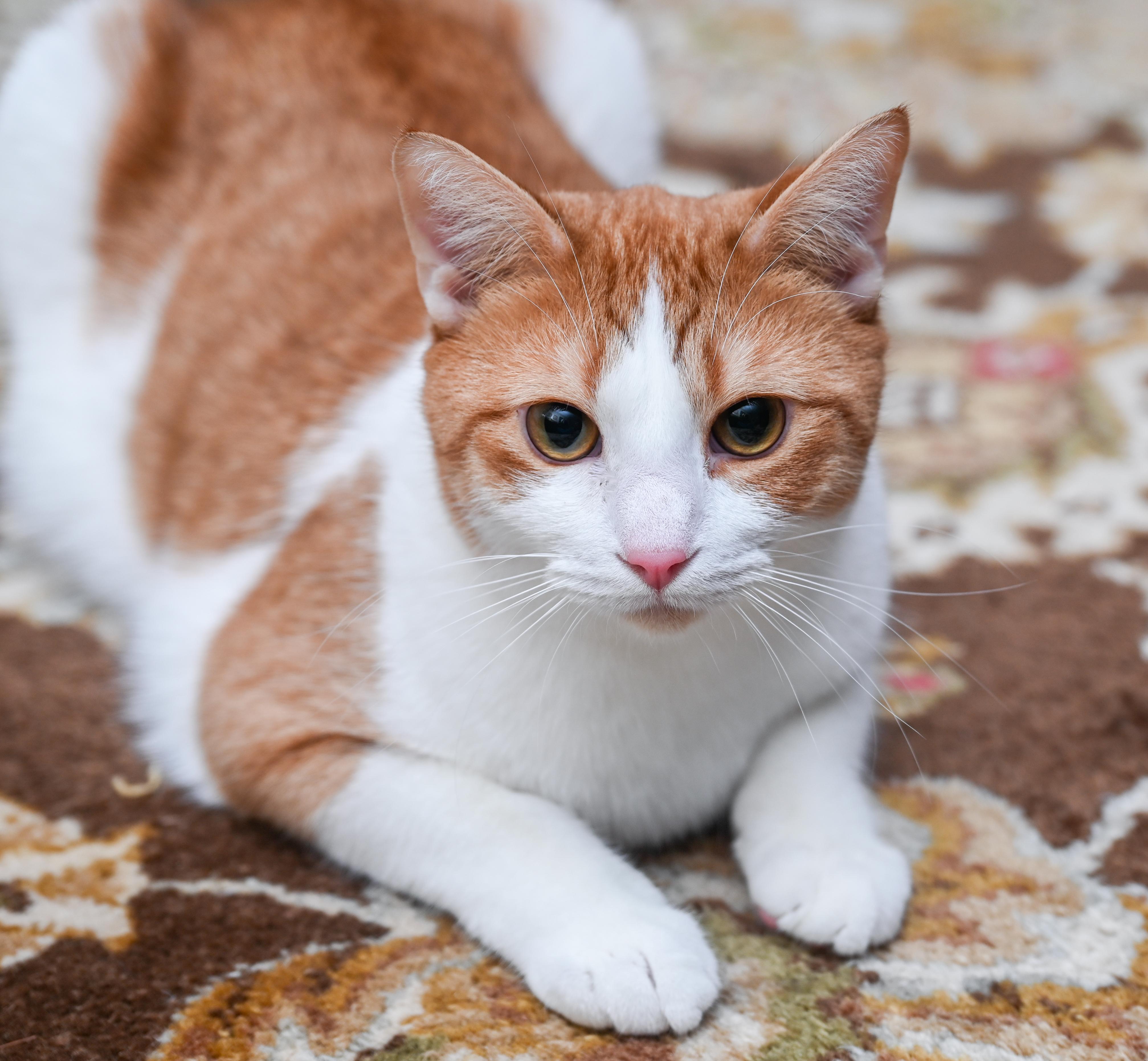 Enlarge Lucien, a Adoptable mixed breed in Chattanooga, TN image 5/6