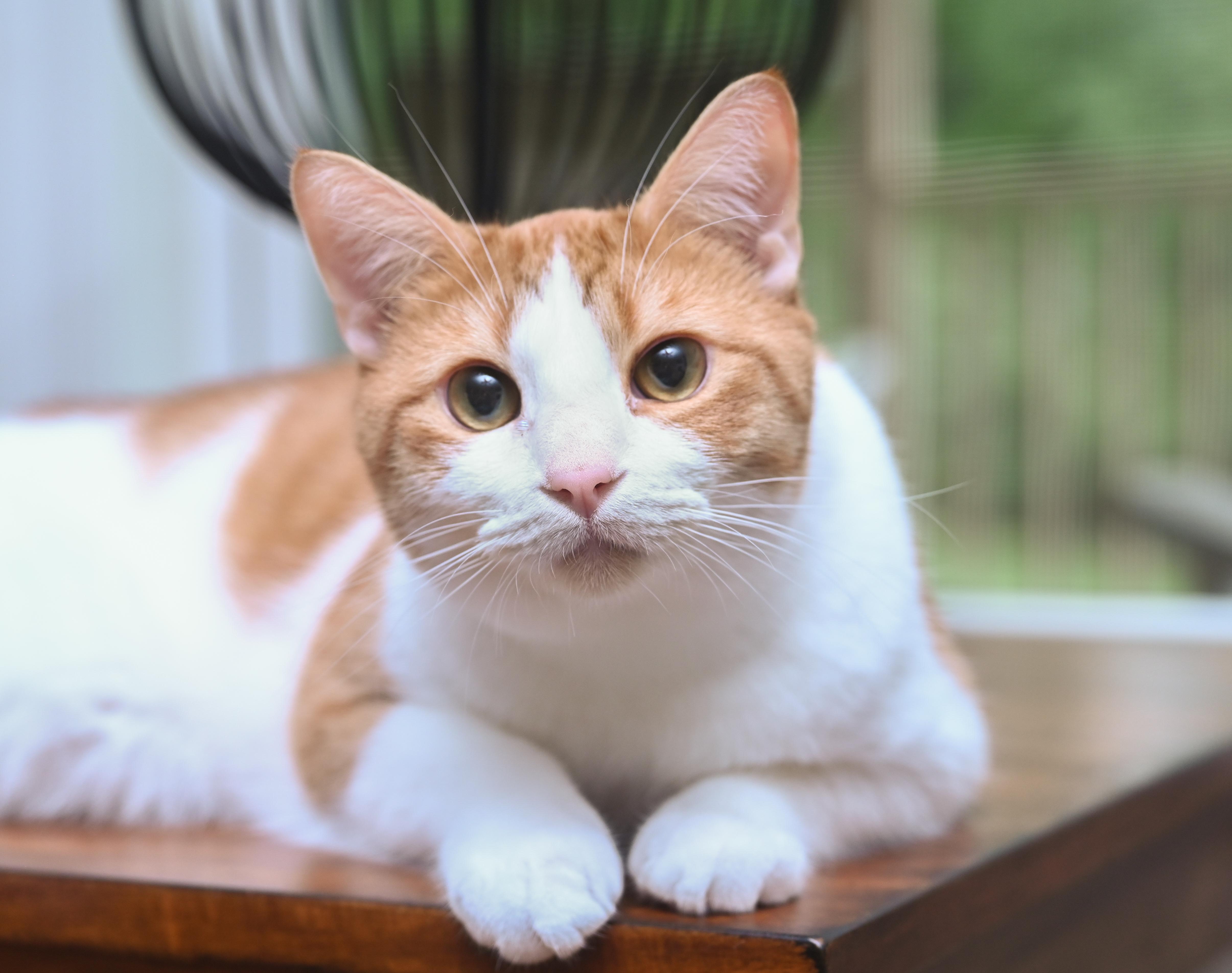 Enlarge Lucien, a Adoptable mixed breed in Chattanooga, TN image 1/6