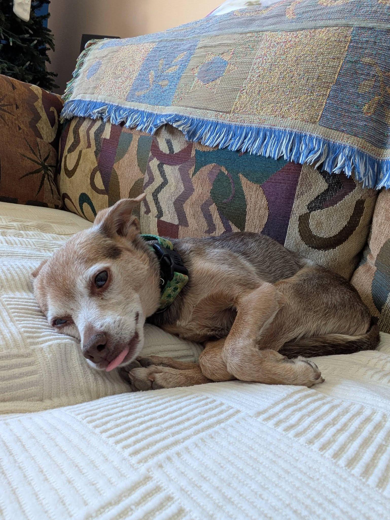 Paulie, a ADOPTABLE mixed breed in Scottsdale, AZ image 4/5