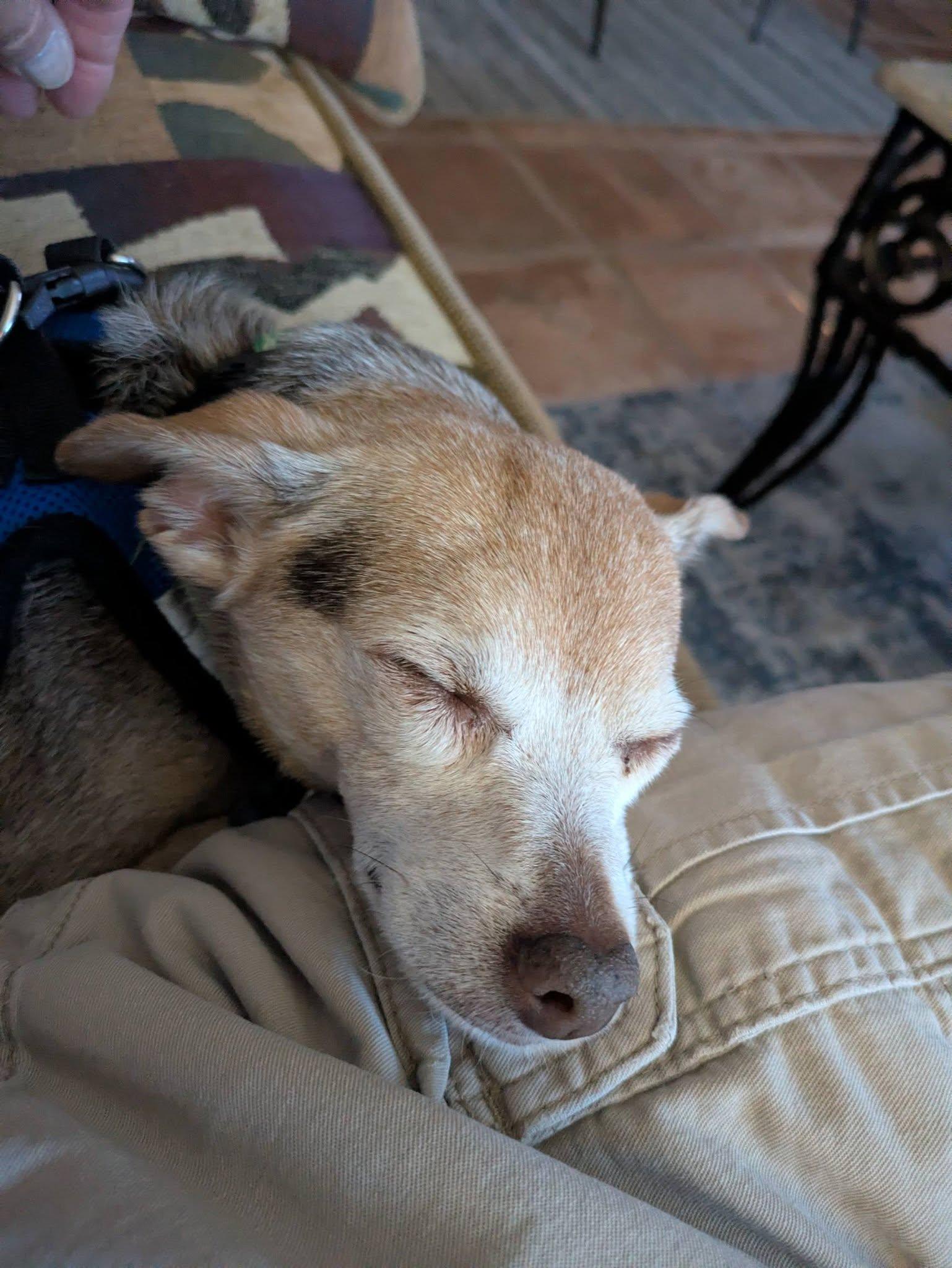 Paulie, a ADOPTABLE mixed breed in Scottsdale, AZ image 5/5