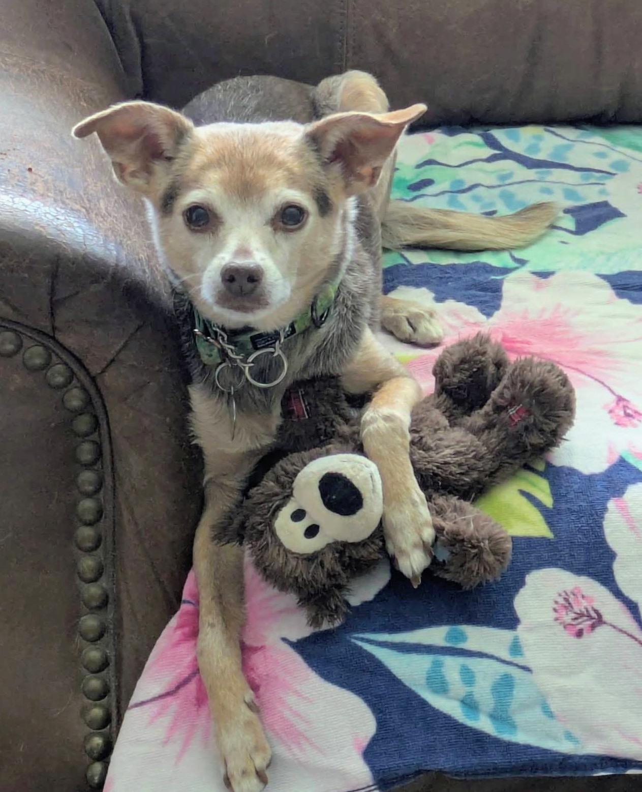Paulie, a ADOPTABLE mixed breed in Scottsdale, AZ image 1/5