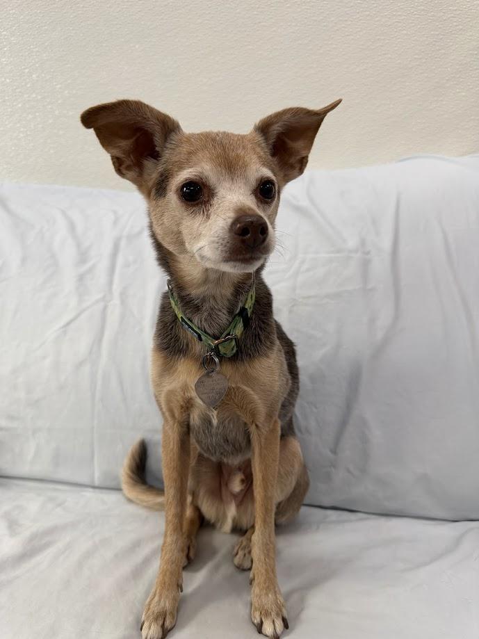 Paulie, a ADOPTABLE mixed breed in Scottsdale, AZ image 2/5
