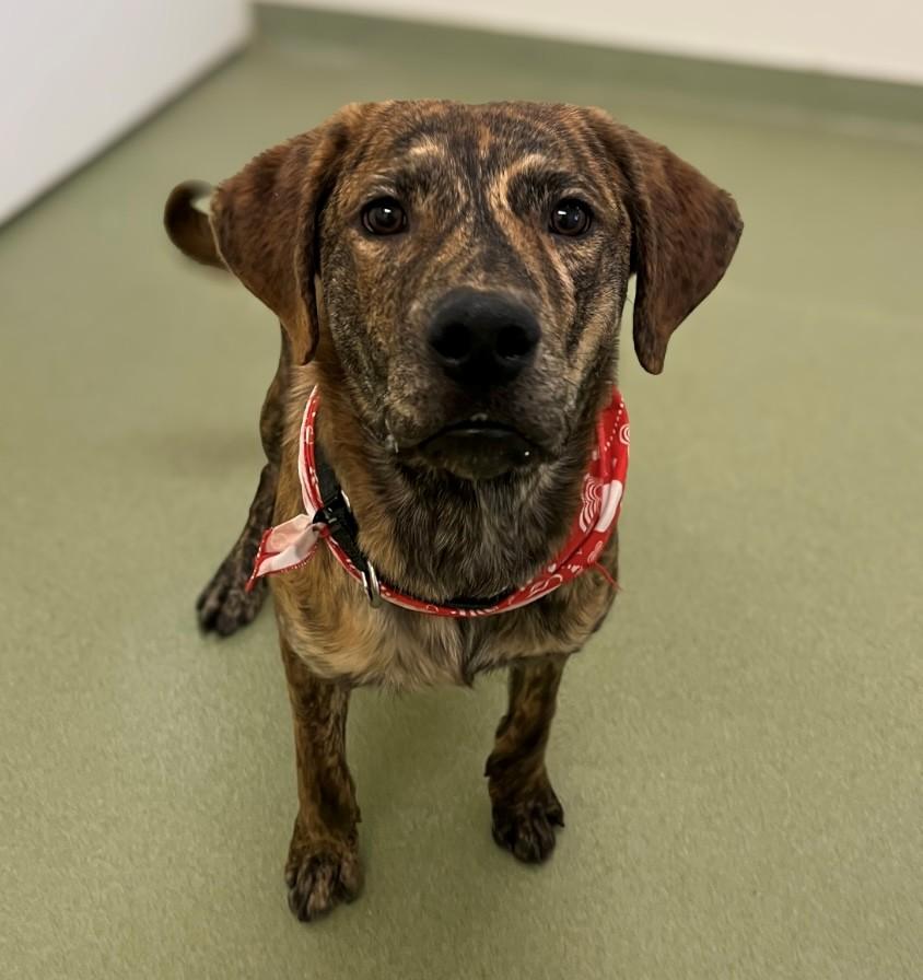 Enlarge Conrad, a ADOPTABLE Mixed Breed in Ionia, MI image 6/6